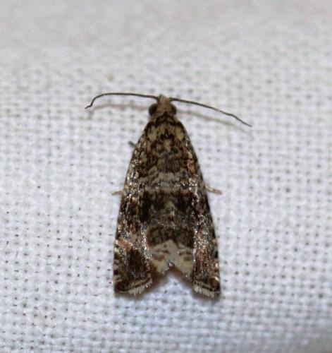 Celypha lacunana